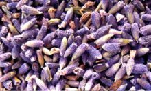(image for) Lavendel Blüten 1a
